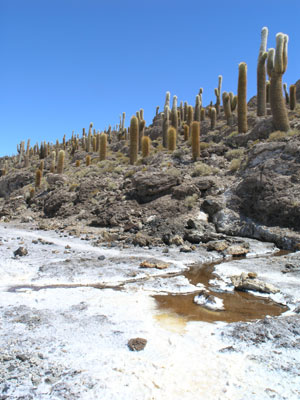 1130_uyuni.jpg