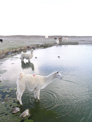 1130_uyuni02.jpg